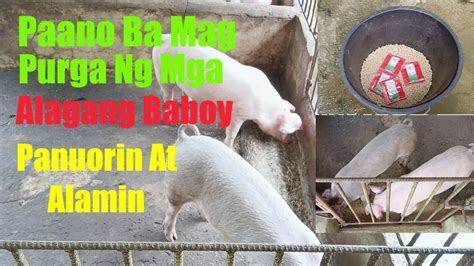 purga ng baboy